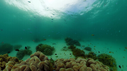 Underwater Scene Coral Reef. Underwater sea fish. Tropical reef marine. Colourful underwater seascape. Philippines.