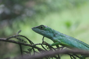 lizard on a branch