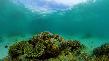 Coral reef underwater with fishes and marine life. Coral reef and tropical fish. Philippines.