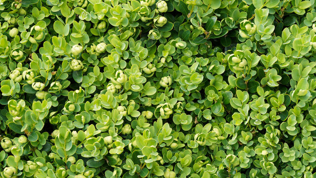 Gew&ouml;hnliche Buchsbaum oder Buchs (Buxus sempervirens)