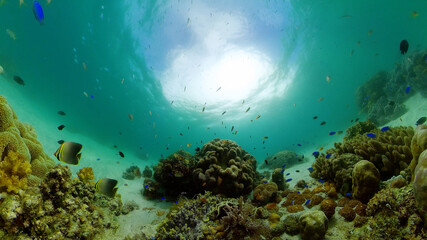 Fototapeta na wymiar Coral Reef Fish Scene. Tropical underwater sea fish. Colourful tropical coral reef. Philippines.