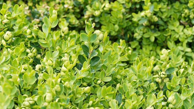 (Buxus sempervirens) Gew&ouml;hnliche Buchsbaum oder Buchs 