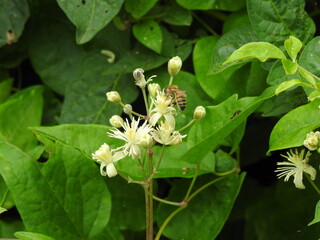 An insect flying on flowers