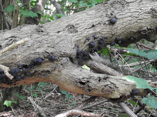 Black mushrooms on the tree