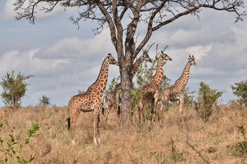 Several giraffes look out into the vast savannah
