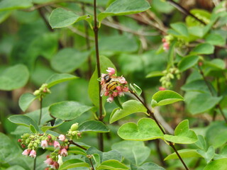An insect flying on flowers