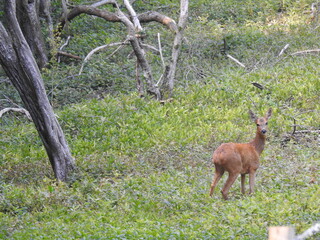 Deer with old trees