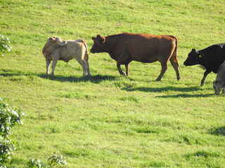 The cows are standing on the grass