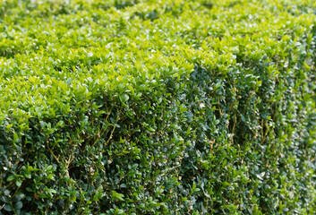 (Buxus sempervirens 'suffruticosa') Buchsbäume oder Einfassungs-Buchsbaum als Zierpflanzen in einem Garten © Marc