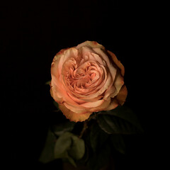 Rose on a black background