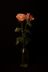 Flowers on a black background