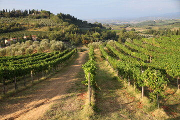 Fototapeta na wymiar Vineyards near San Gimignano - Italy