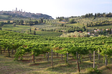 Fototapeta na wymiar Vineyards San Gimignano - Italy