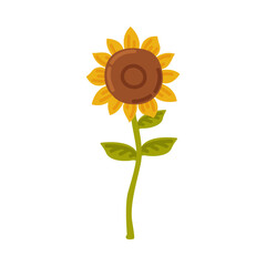Sunflower, Blooming Flower, Cultivated Crop Cartoon Style Vector Illustration