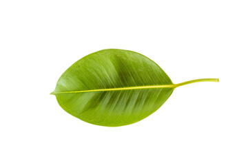 Ficus elastica, rubber fig leaf isolated white background