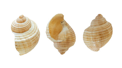 Sea shell front and back isolated on white background.
