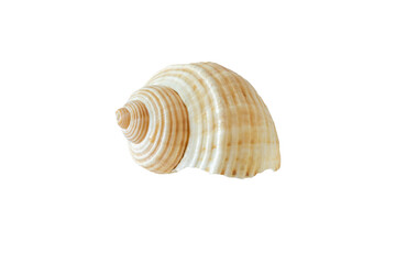 Sea shell front and back isolated on white background.