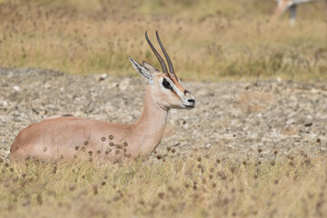 Naklejka na ściany i meble Gazelle in the national park