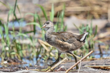 Young moorhen foraging for food