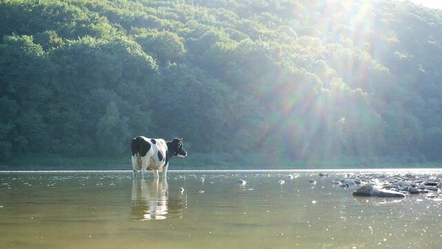 Cow watering in the summer river. Lush green forest on background. UHD 4k video