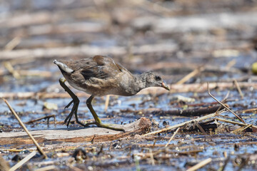 Young moorhen foraging for food