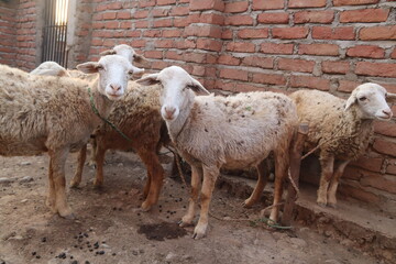 Obraz premium Sheep Pictures in Rural Lifestyle of Nepal