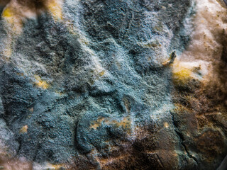 Stone covered with various mildew