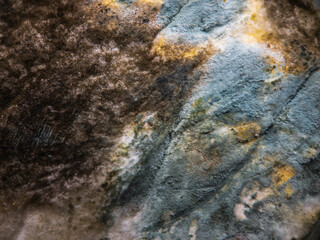 Stone covered with various mildew