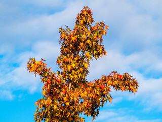Autum sketch: tree with multicolored foliage on blue sky clouds background
