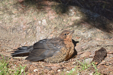 Young blackbird is waiting for its parents