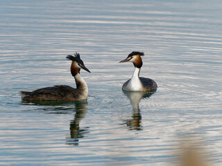 Balz der Haubentaucher, Podiceps cristatus