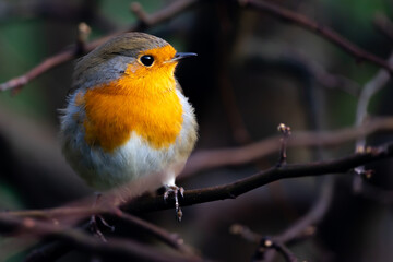 european robin sitting on a branch