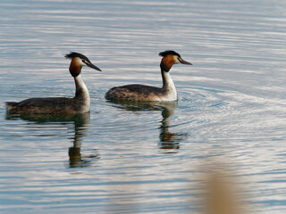 Balz der Haubentaucher, Podiceps cristatus