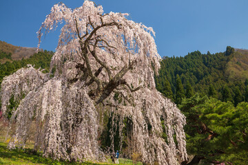 須坂市　弁天さんのしだれ桜