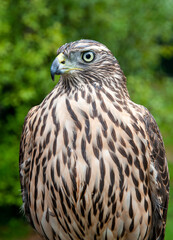 A dutch brown feathered hawk