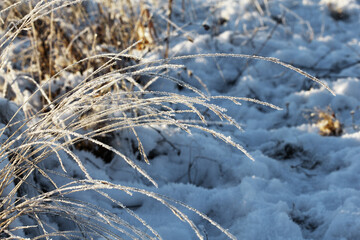 Nature winter background. Winter landscape. Grass covered with frost and snow drifts close-up. Beautiful view of the winter nature. Frost macro photo.Frozen grass.