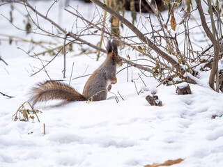 A rear view of a squirrel in grey winter coat against the snow background. The magnificent tail of a squirrel.