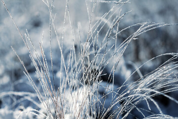 Nature winter background. Winter landscape. Grass covered with frost and snow drifts close-up. Beautiful view of the winter nature. Frost macro photo.Frozen grass.