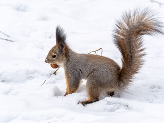 The squirrel sits on white snow with nut in winter.