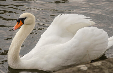 Ein weisser Schwan