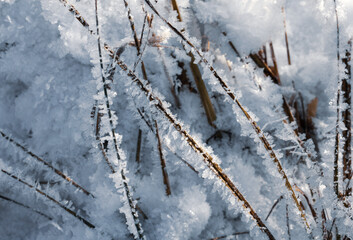 Nature winter background. Winter landscape. Shiny frost on the grass in the snow. Grass covered with frost and snow drifts close-up. Beautiful view of the winter nature. Frost macro. Frozen grass.