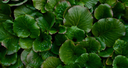 Full frame of green bergenia cordifolia or elephants ears foliage