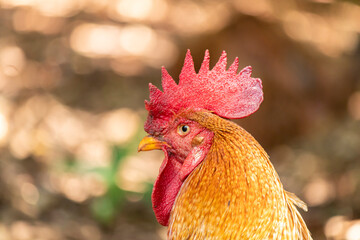 bird rooster mach chunky colorful adult