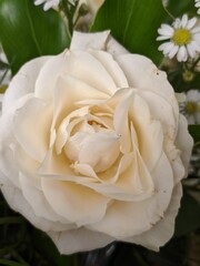 white rose closeup