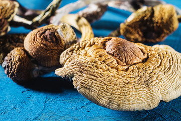 dried Mexican magic mushrooms is a psilocybe cubensis on a pacific Blue bakground. horizontal.
