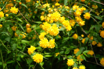 Kerria japonica pleniflora, details of a yellow flowering plant. Close up on a yellow flowers deciduous shrub in the rose family Rosaceae.