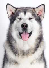 Malamute dog muzzle on white background