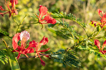 red and white flower