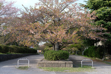 葉桜