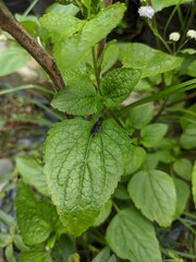 leaves in the garden